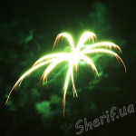 DSF 0344 green coconut tree