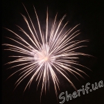 DSF0509 ​​Silver willow
