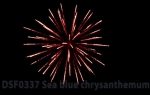 DSF 0337 Sea blue chrysanthemum