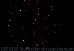 DSF 0339 Multicolor color chrys